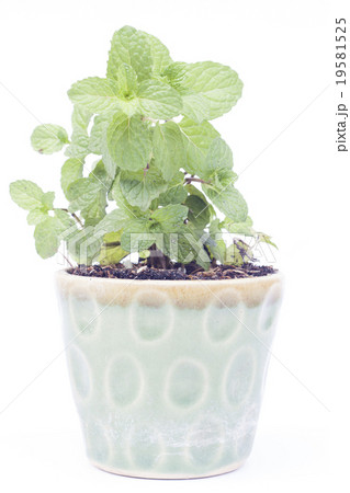 Green plant in pot isolated on white background 19581525