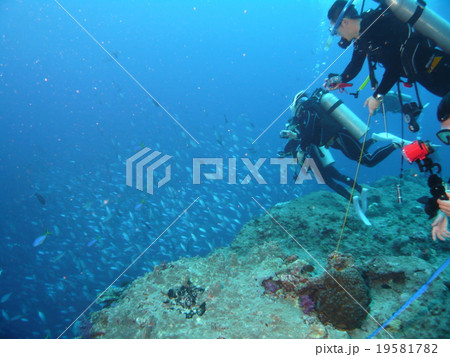 パラオの有名なダイビングポイントのブルーコーナーでのカレントフックを使ったダイビング風景 19581782