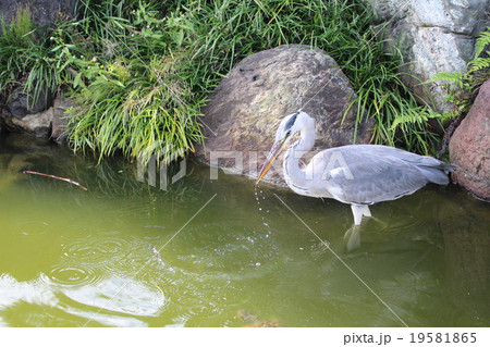 魚を狙うアオサギ 19581865