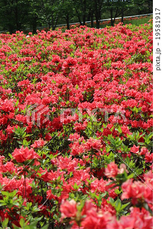 平戸ツツジ　azalea　杜鹃花 19581917