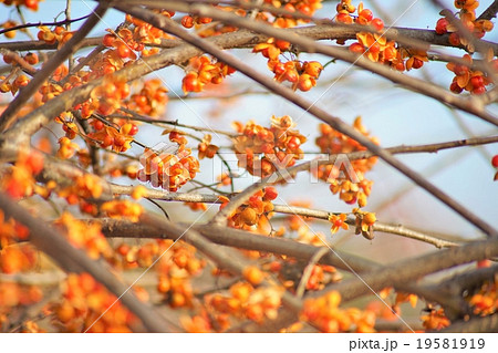 ツルウメモドキ 19581919