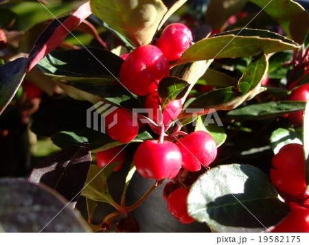 チェッカーベリー 赤い実 チェッカーベリー 赤い実 19582175