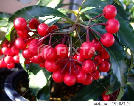 万両 大実 赤 万両 大実 赤 19582176