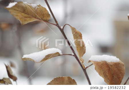 branch with brown leaves under snow 19582232