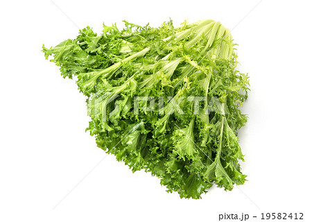 エンダイブ エンダイブ 19582412