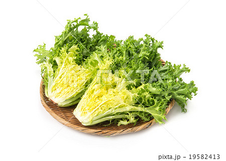 エンダイブ エンダイブ 19582413