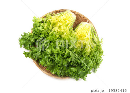 エンダイブ エンダイブ 19582416