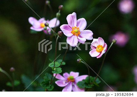 雨上りに咲く秋明菊 19582694