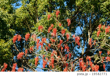 イイギリの実 19582771