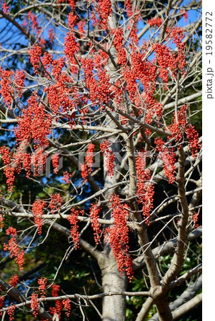 イイギリの実 19582772