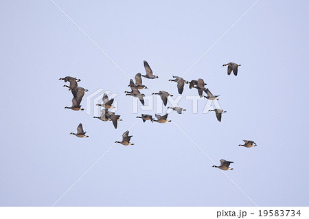 シジュウカラガンの群飛 19583734