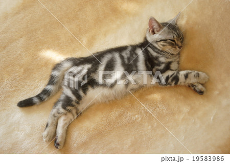 居眠りする子猫 19583986