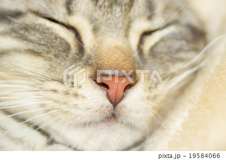 子猫の鼻 19584066