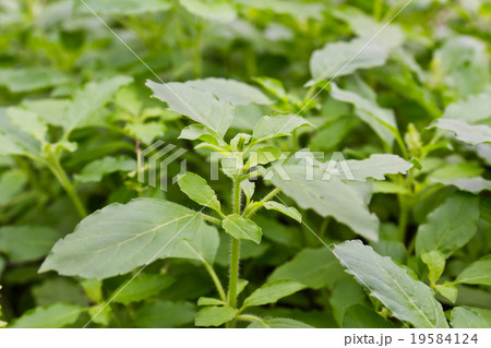 Fresh green basil1 19584124