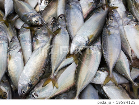 Fresh mackerel Fresh mackerel 19584125