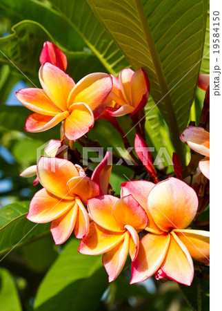 Beautiful orange flower Beautiful orange flower 19584150