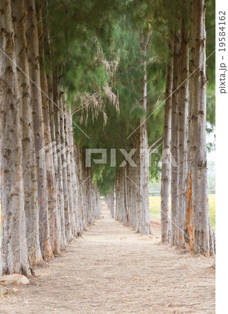 Pathway to Tunnel of Pine Trees 19584162