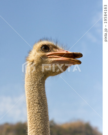 Portrait of ostrich 19584163
