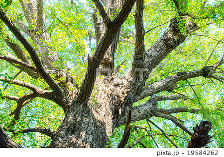鬼子母神の大銀杏（東京都の風景） 19584262
