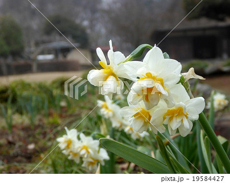 総合公園・水仙 総合公園・水仙 19584427