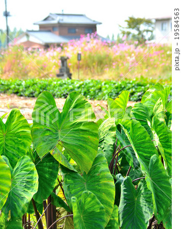 さといも畑とお地蔵さん さといも畑とお地蔵さん 19584563