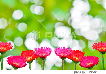 gerbera daisies i gerbera daisies i 19584906
