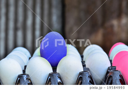 white eggs with one blue egg white eggs with one blue egg 19584993