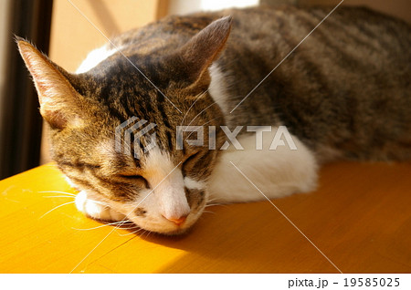 眠る猫 19585025