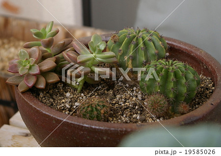 ブロンズ姫 ブロンズ姫 19585026