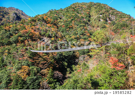梅の木轟公園吊り橋 19585282