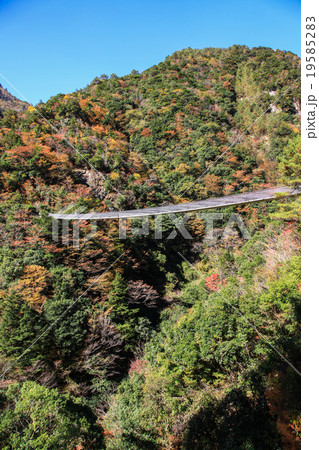 梅の木轟公園吊り橋 19585283