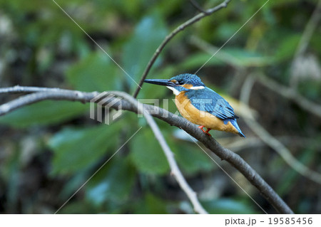 水辺の宝石　カワセミ 19585456