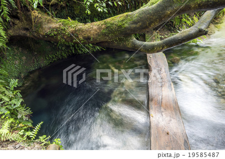 大出水の湧水の流れと踏み板 19585487