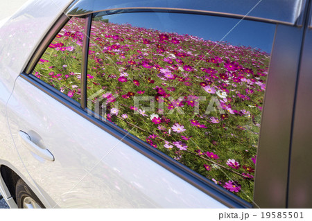 車の窓に映ったコスモス畑 19585501