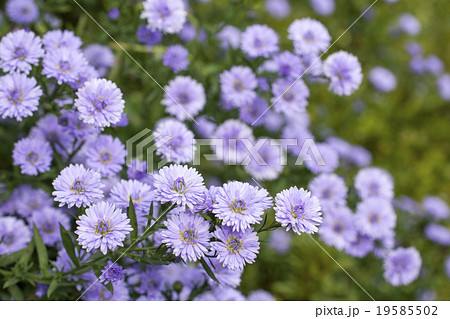 紫のクジャクソウの花の写真素材