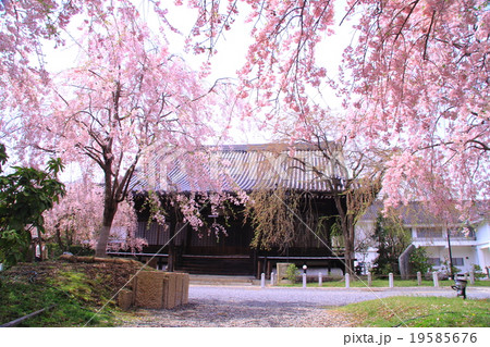 妙満寺(京都 洛北)大書院前の桜 妙満寺(京都 洛北)大書院前の桜 19585676