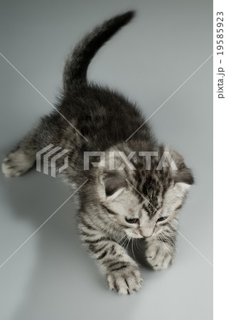 kitten 19585923