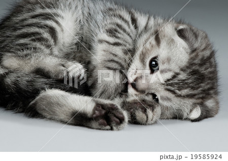 kitten 19585924
