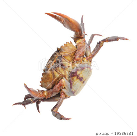 crab isolated on white background 19586231
