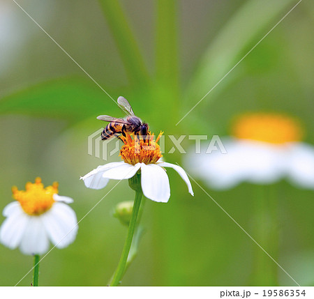 A bee drinking nectar from the flower A bee drinking nectar from the flower 19586354