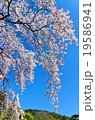 早春の枝垂れ桜 19586941
