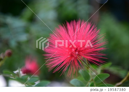 オオベニゴウカン 19587380