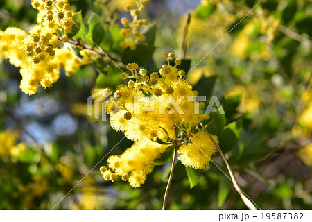 パールアカシア 19587382