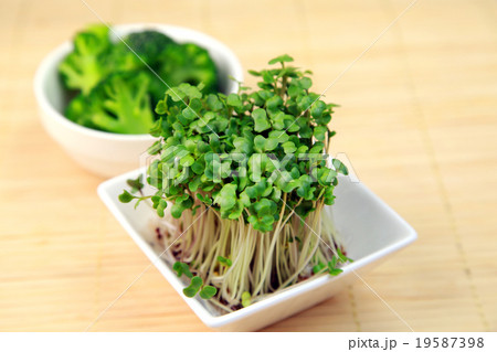 スプラウト 19587398