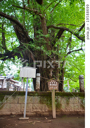 野木神社 19588699