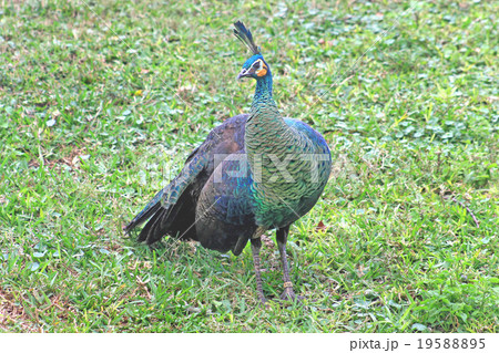 Peacock Peacock 19588895
