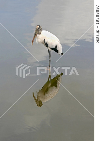 Wood Stork 19588897