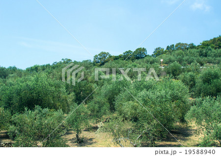 オリーブ 19588940