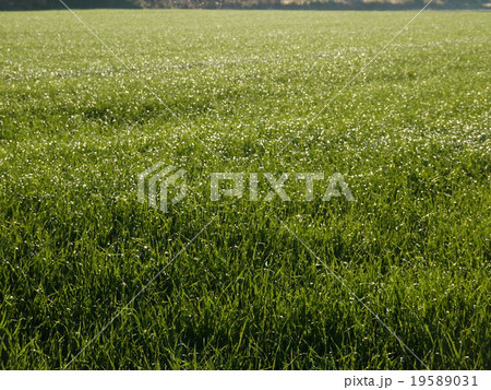 草原 草原 19589031