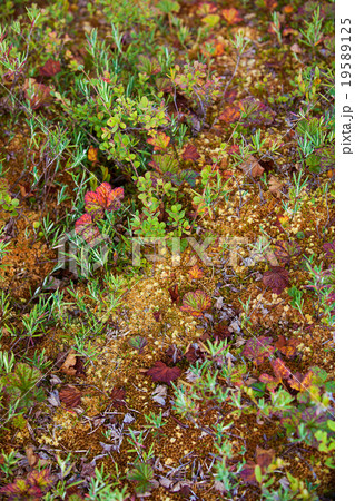 Mosses and lichens 19589125